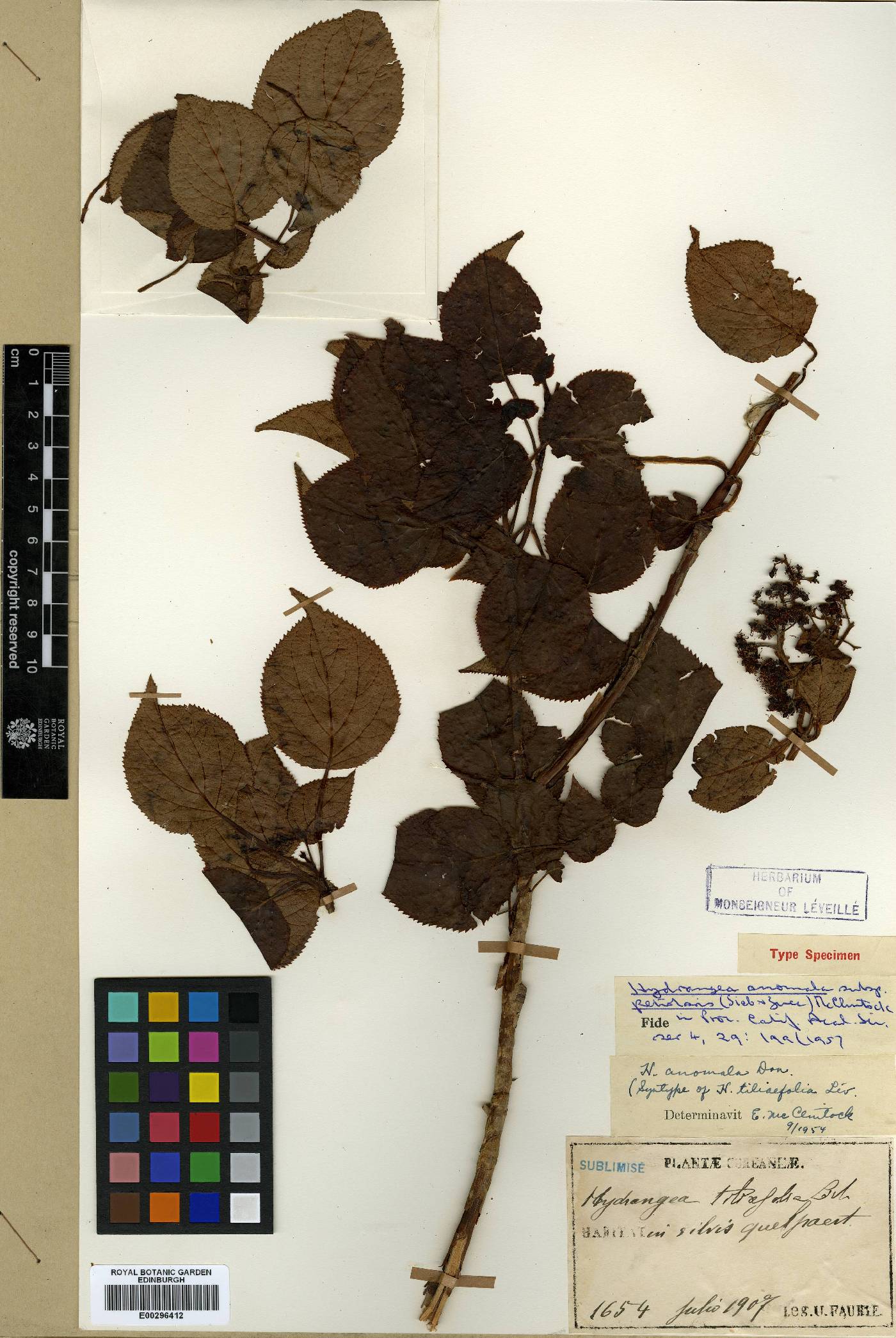 Hydrangea image