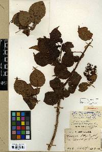 Hydrangea anomala image