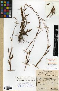 Persicaria posumbu image