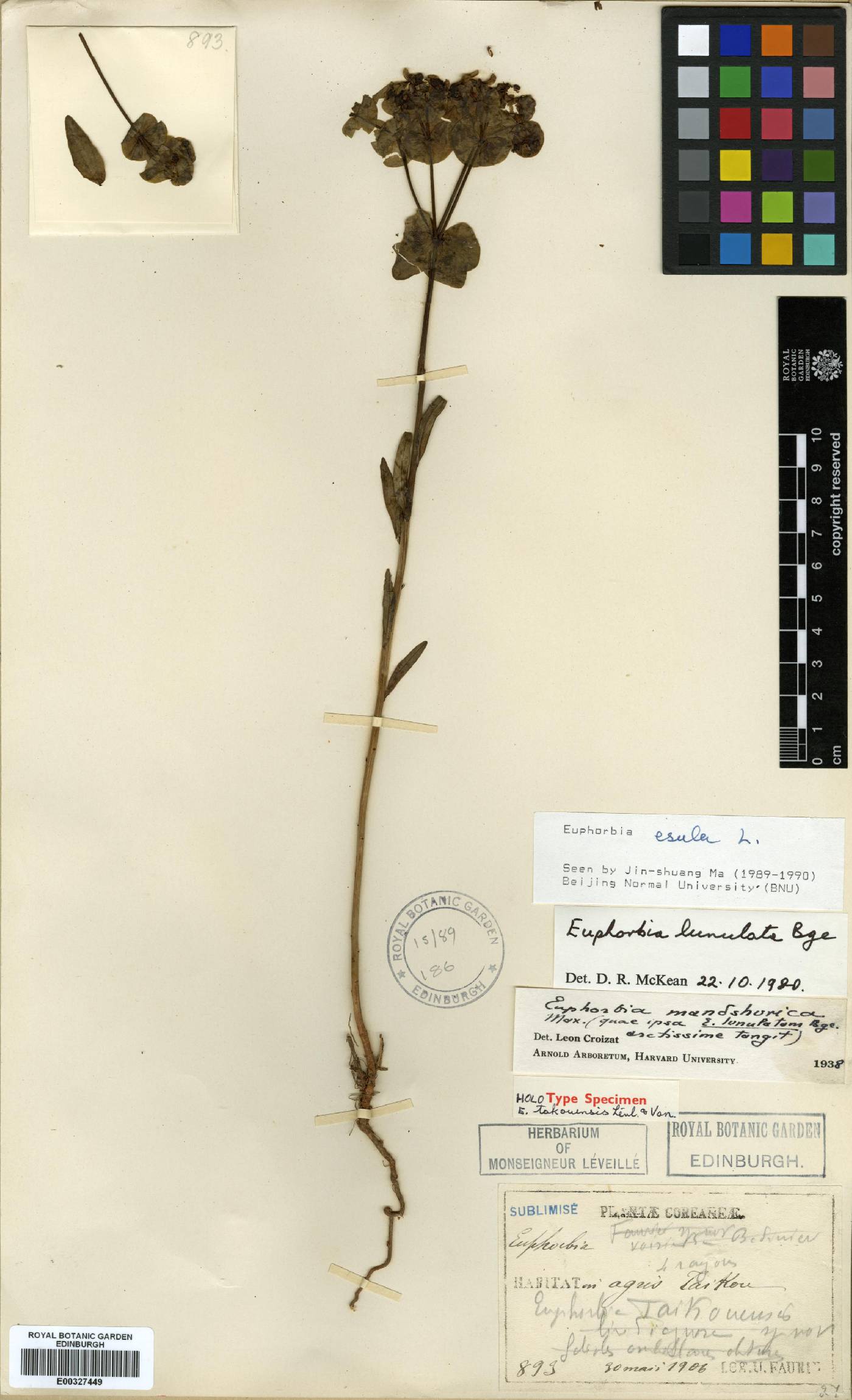 Euphorbia esula image