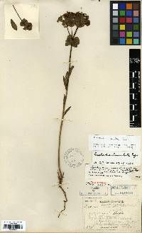 Euphorbia esula image