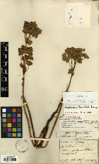 Euphorbia esula image