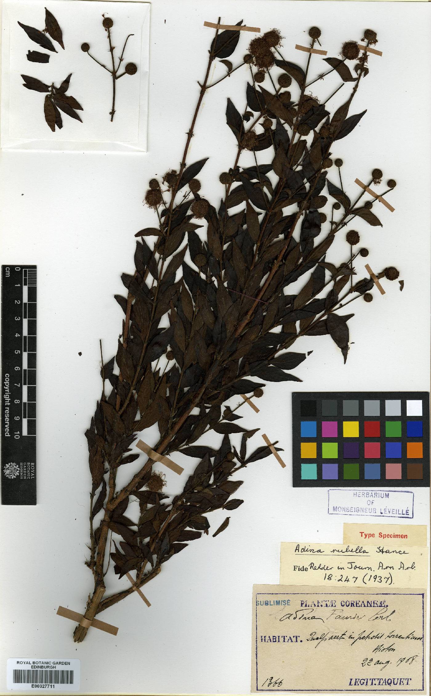 Adina rubella image