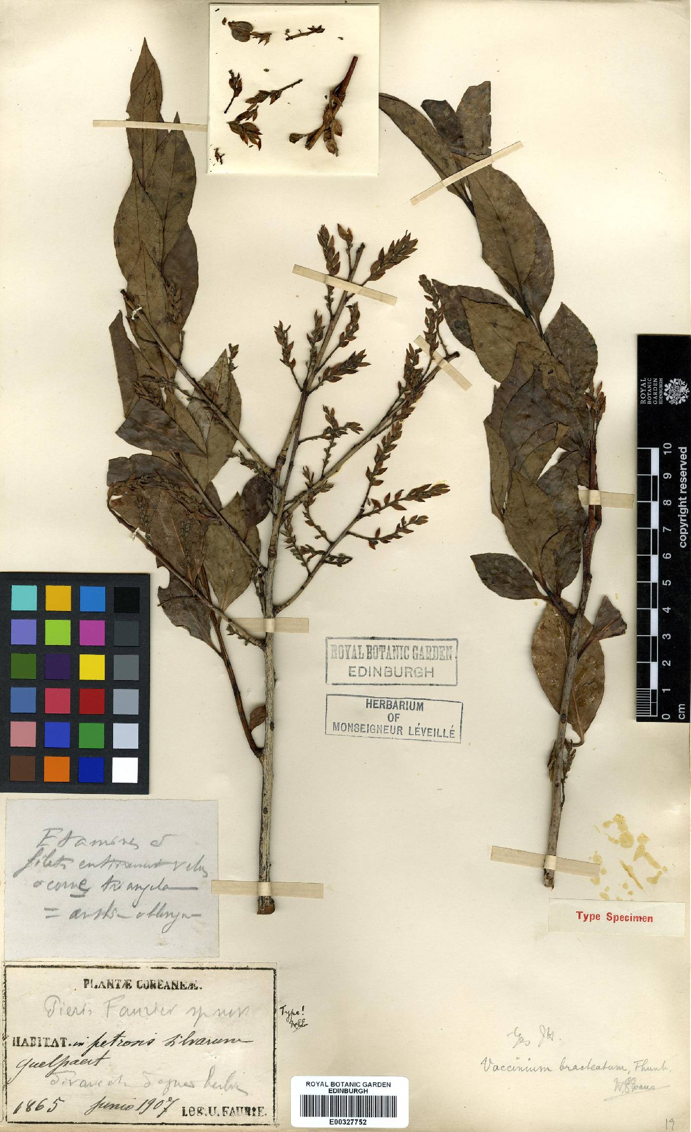 Vaccinium bracteatum image