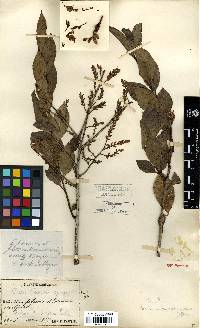 Vaccinium bracteatum image