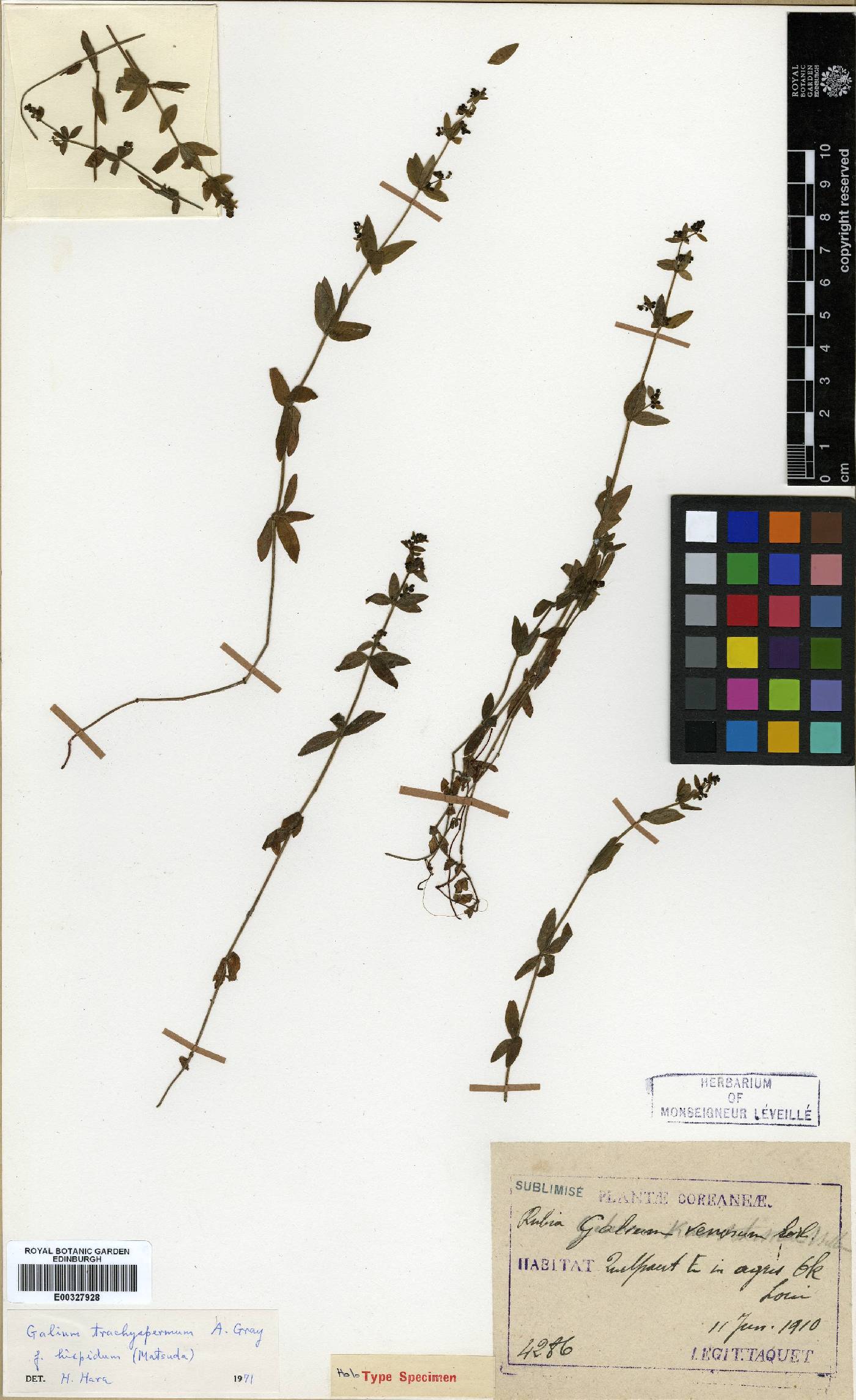 Galium bungei image
