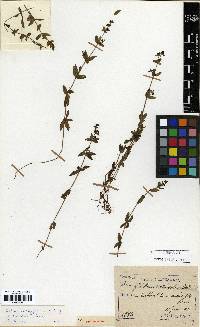 Galium bungei image