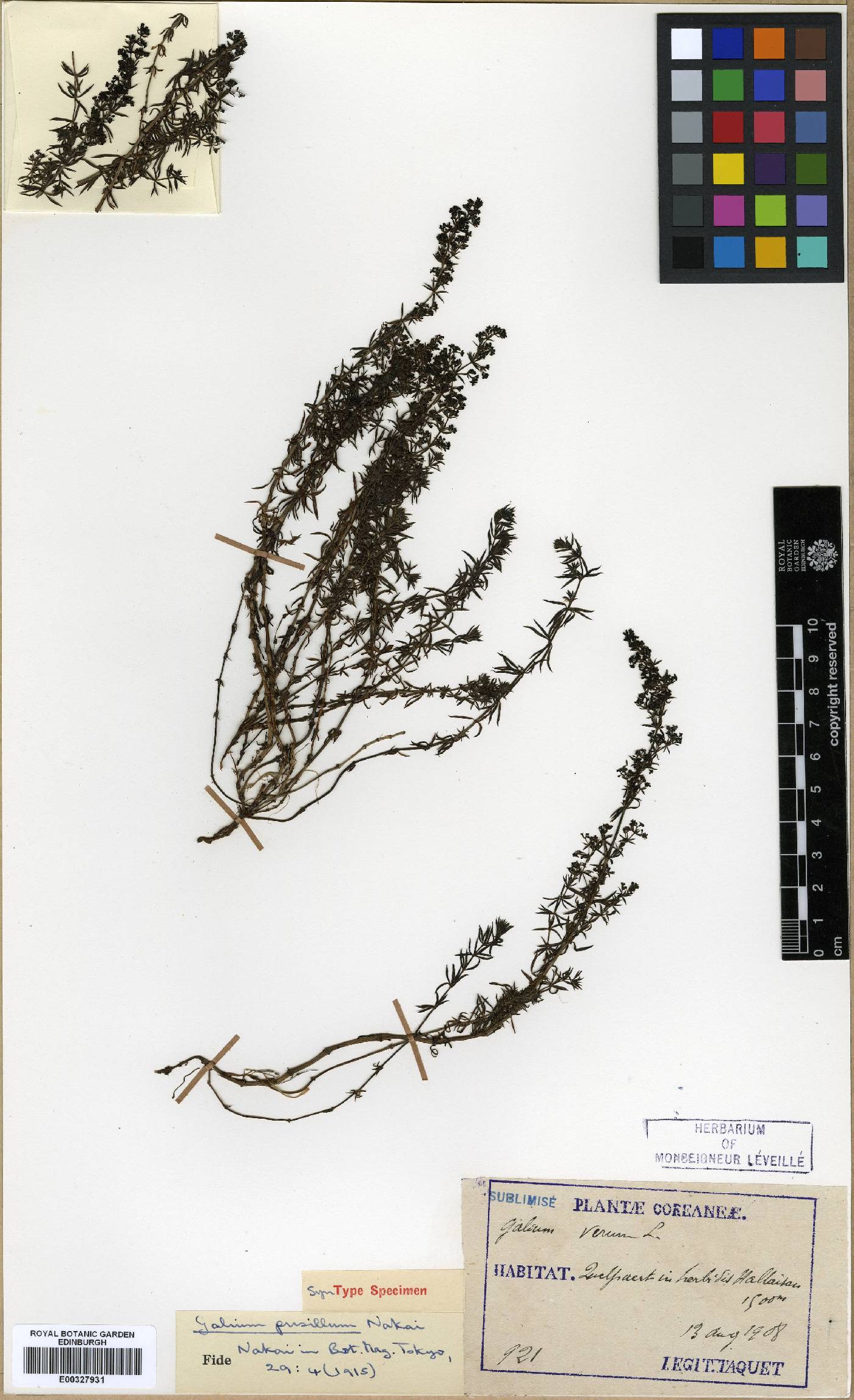 Galium verum image