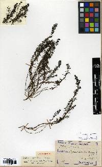 Galium verum image