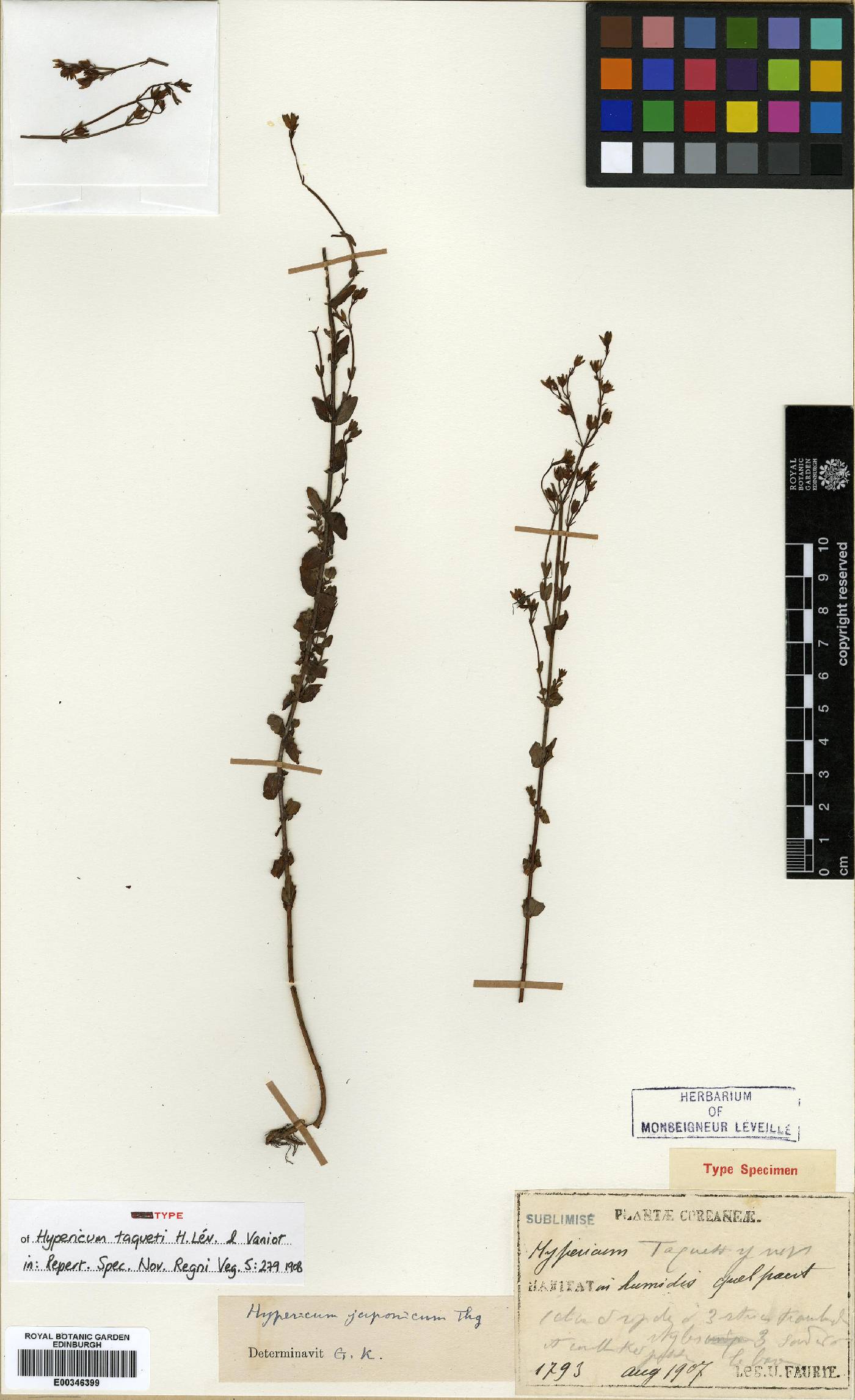 Clusiaceae image