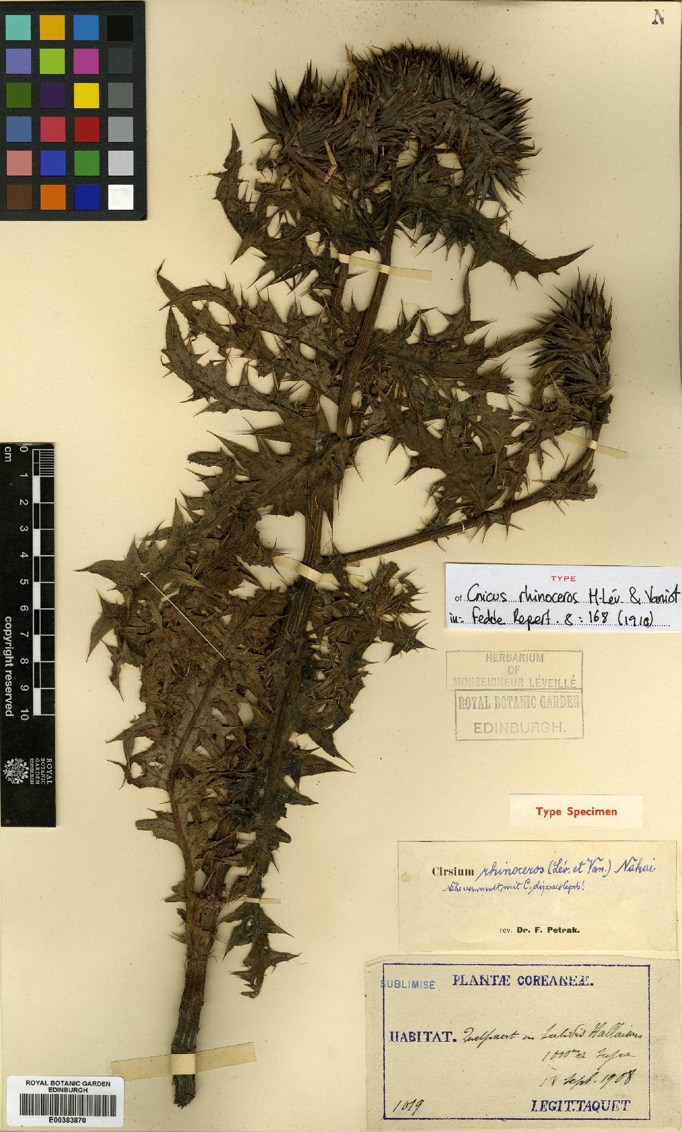 Cirsium image