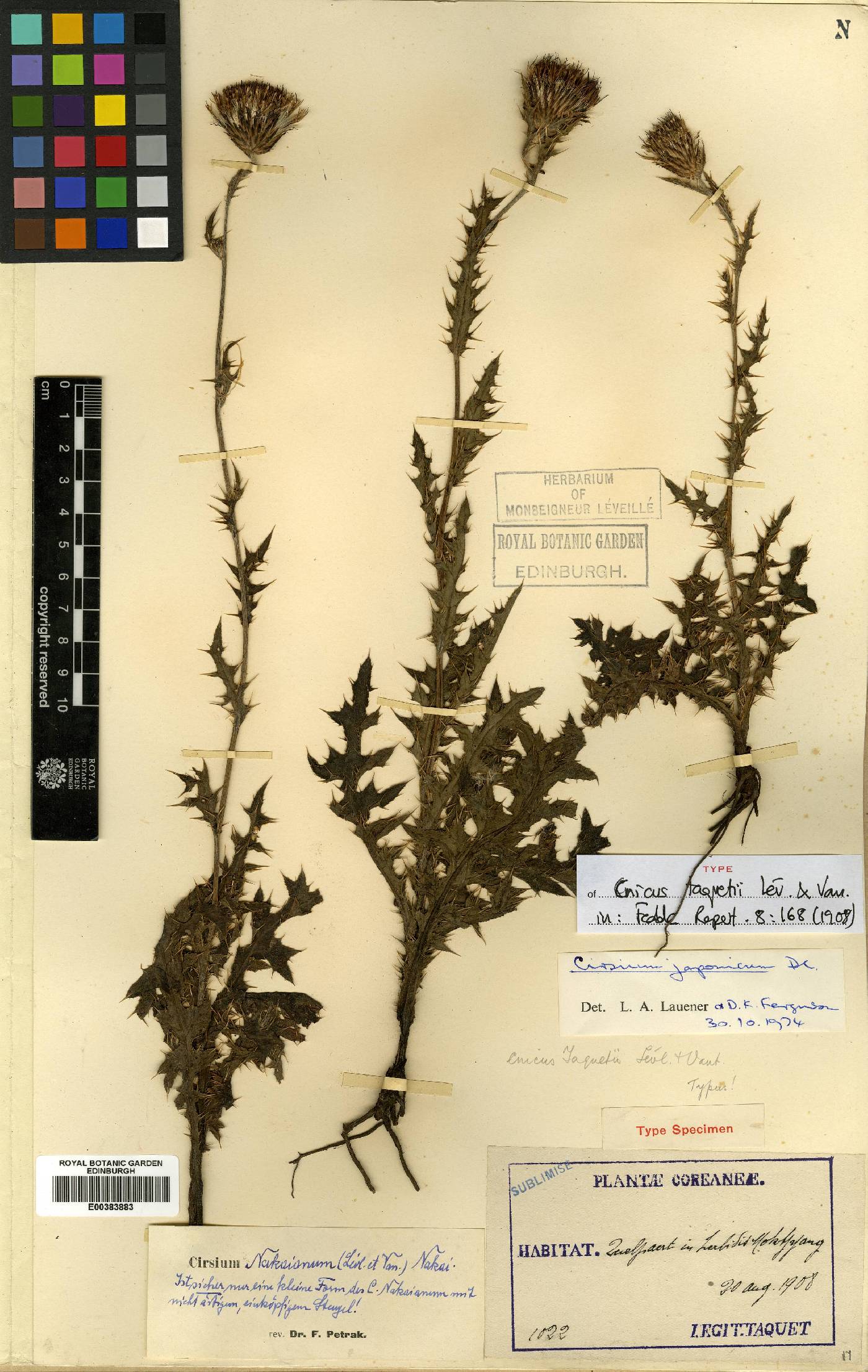 Cirsium japonicum image