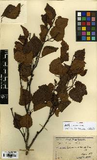 Betula ermanii image