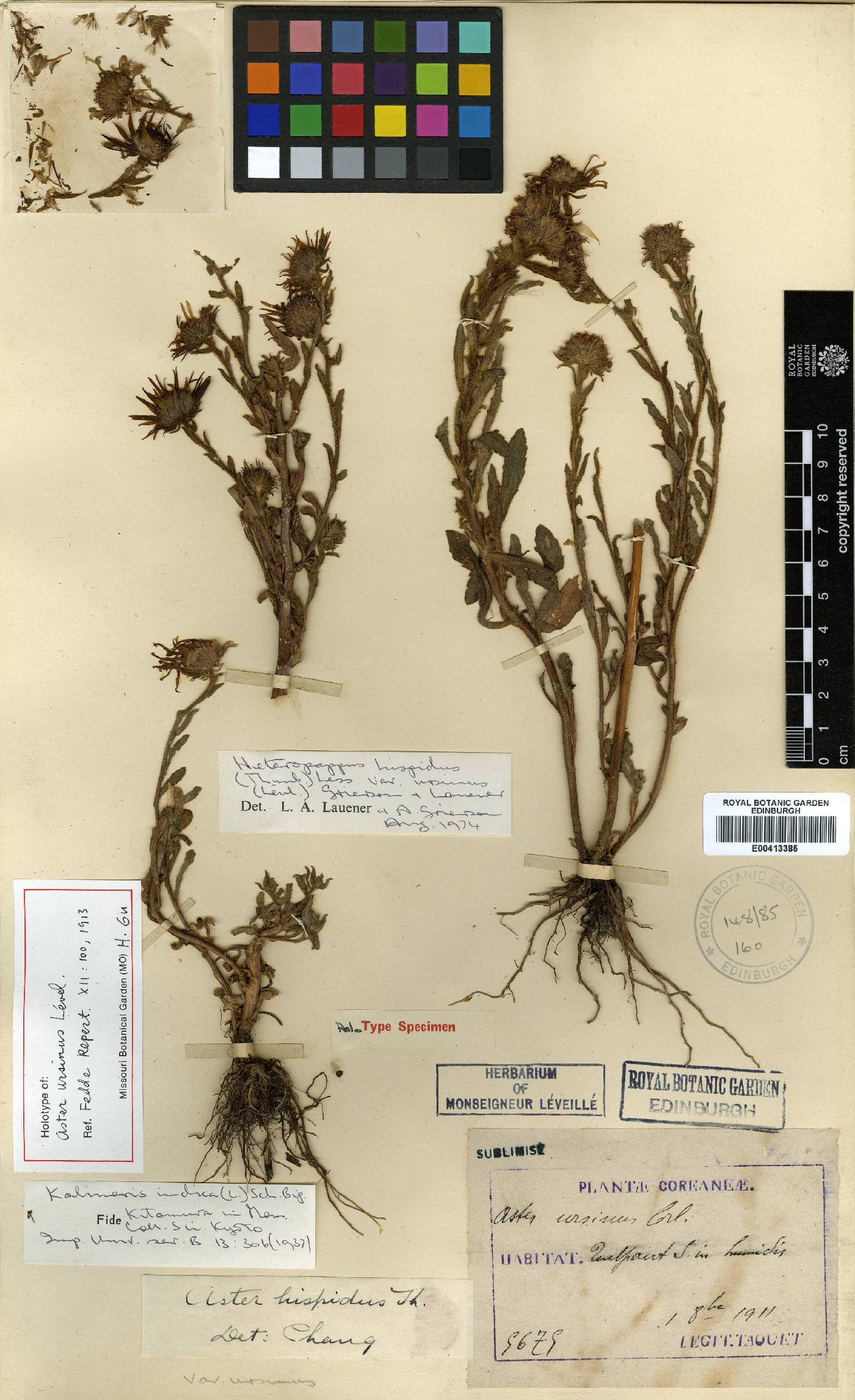 Aster indicus image