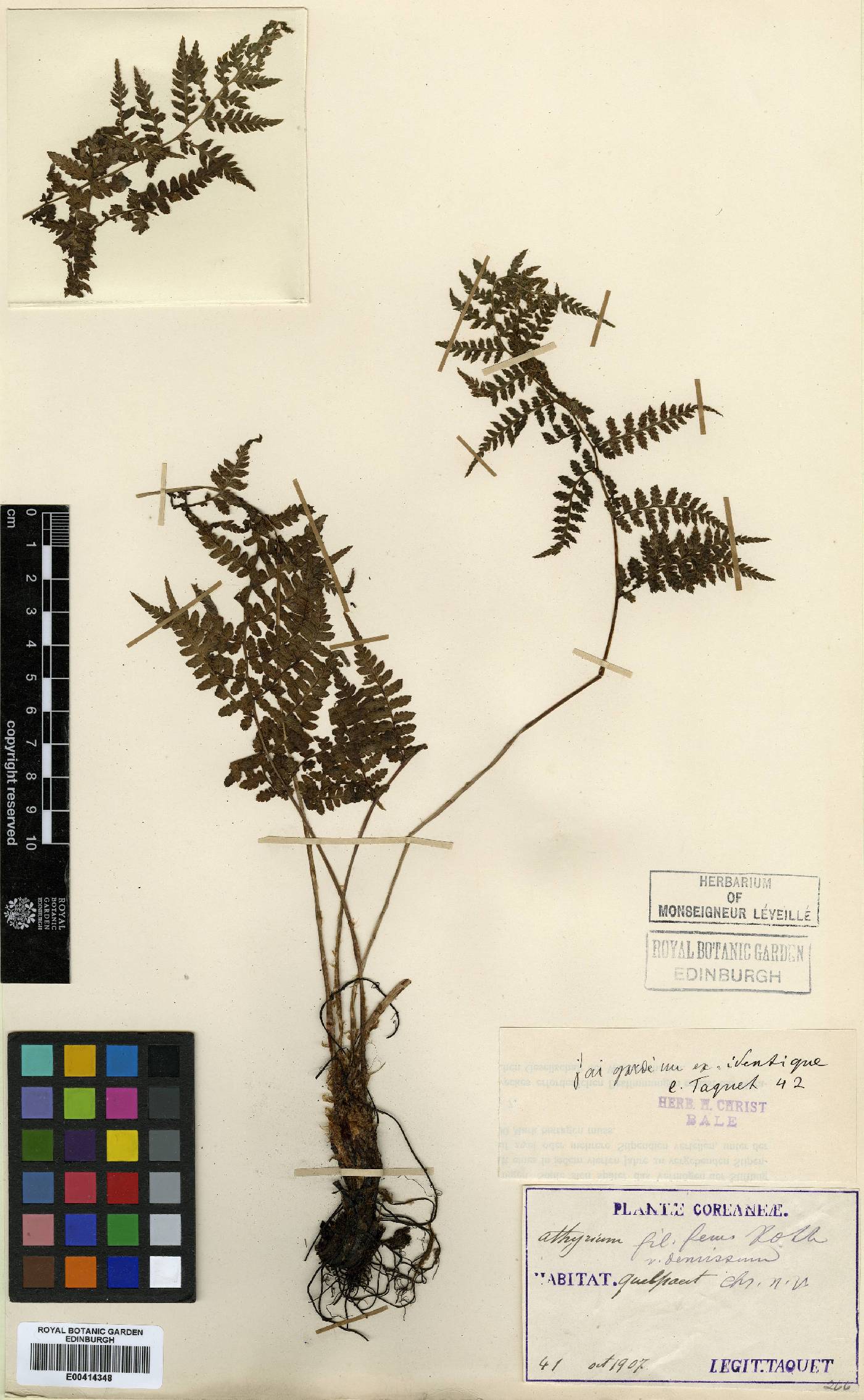 Athyrium yokoscense image