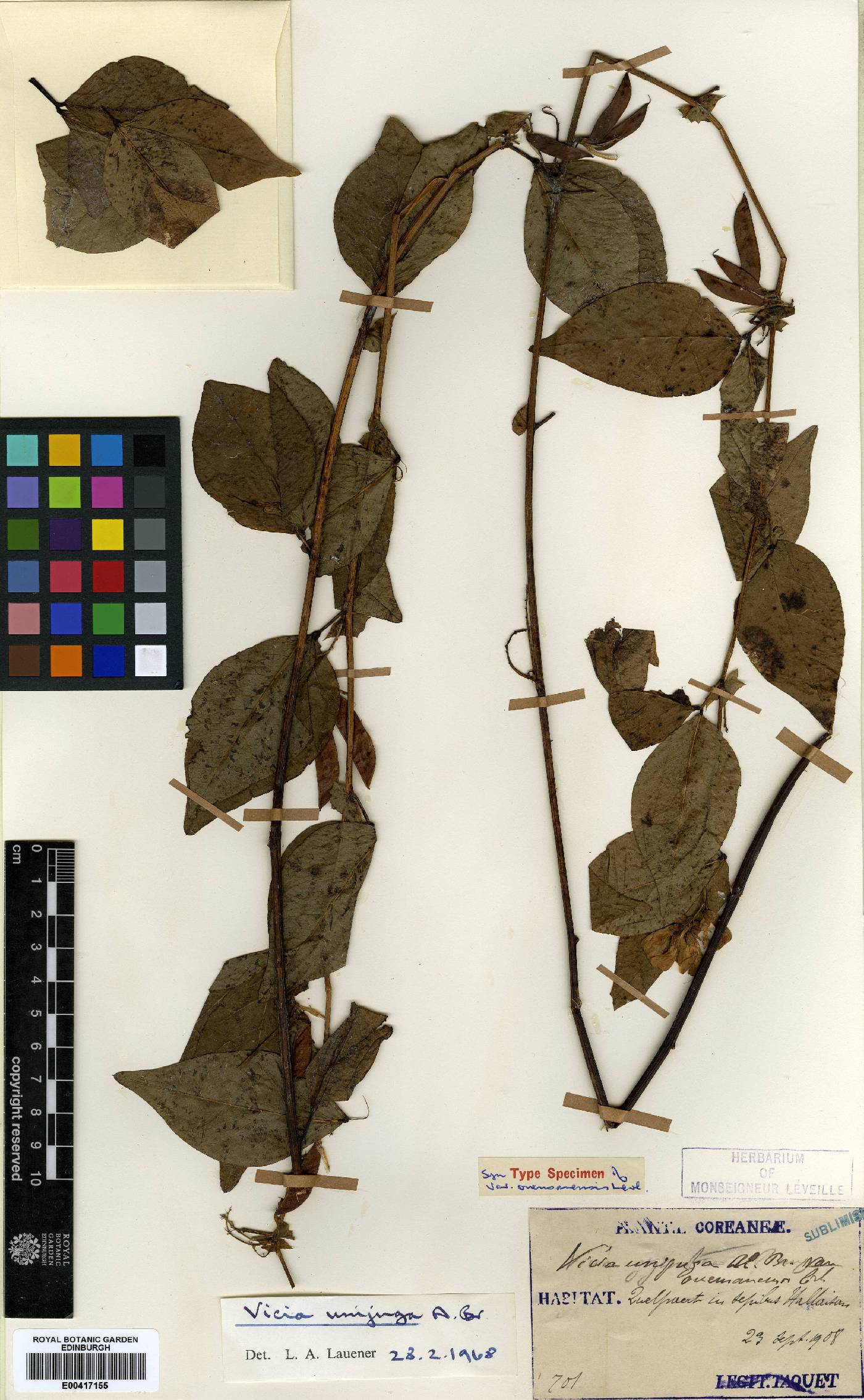 Vicia unijuga image