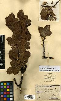 Salix caprea image