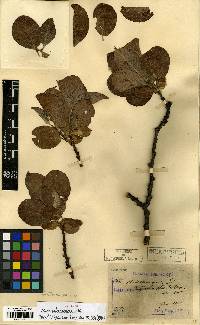 Salix caprea image