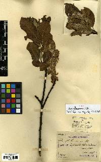 Salix caprea image