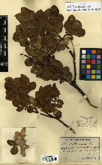 Salix caprea image