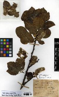 Salix caprea image