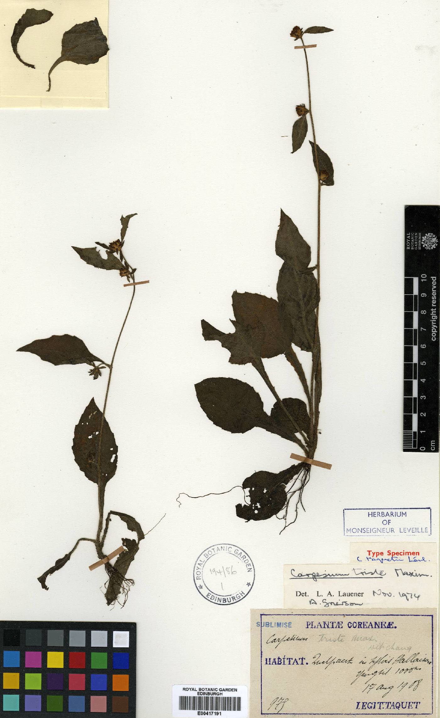 Carpesium cernuum image
