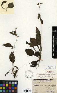 Image of Carpesium cernuum