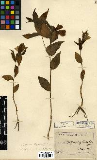 Disporum sessile image