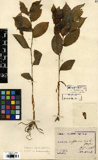 Disporum sessile image