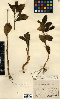 Disporum sessile image