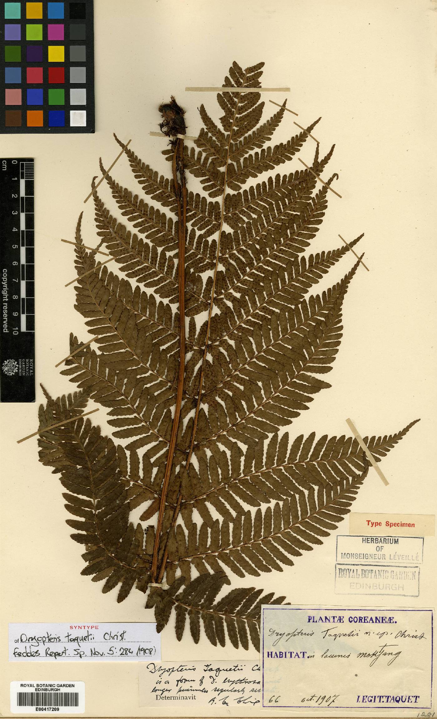 Dryopteris erythrosora image
