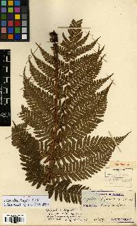 Dryopteris erythrosora image