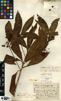 Ardisia crenata image