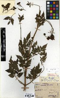 Image of Bidens biternata