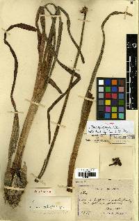 Allium thunbergii image