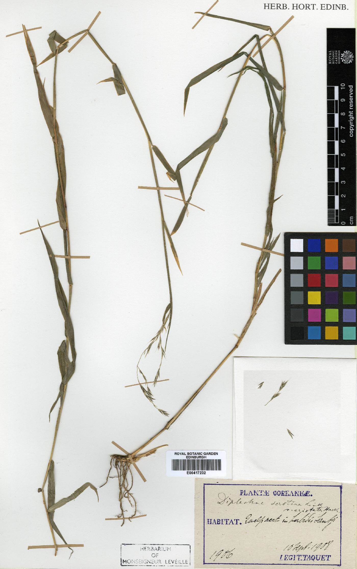 Cleistogenes image