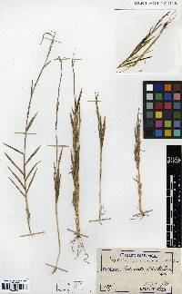 Cleistogenes hackelii image