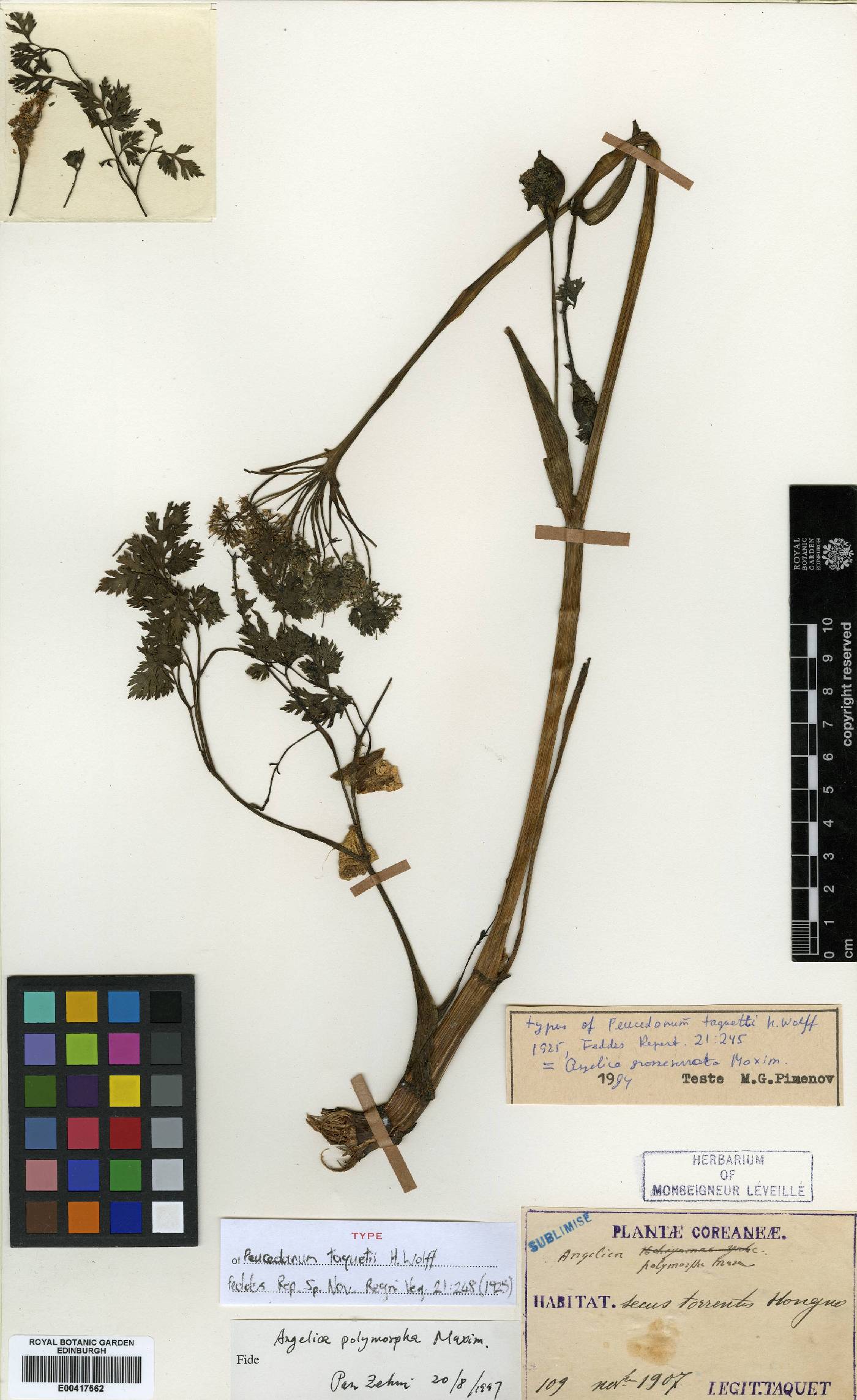 Apiaceae image