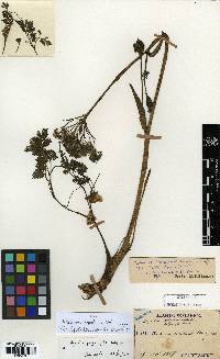 Image of Angelica polymorpha