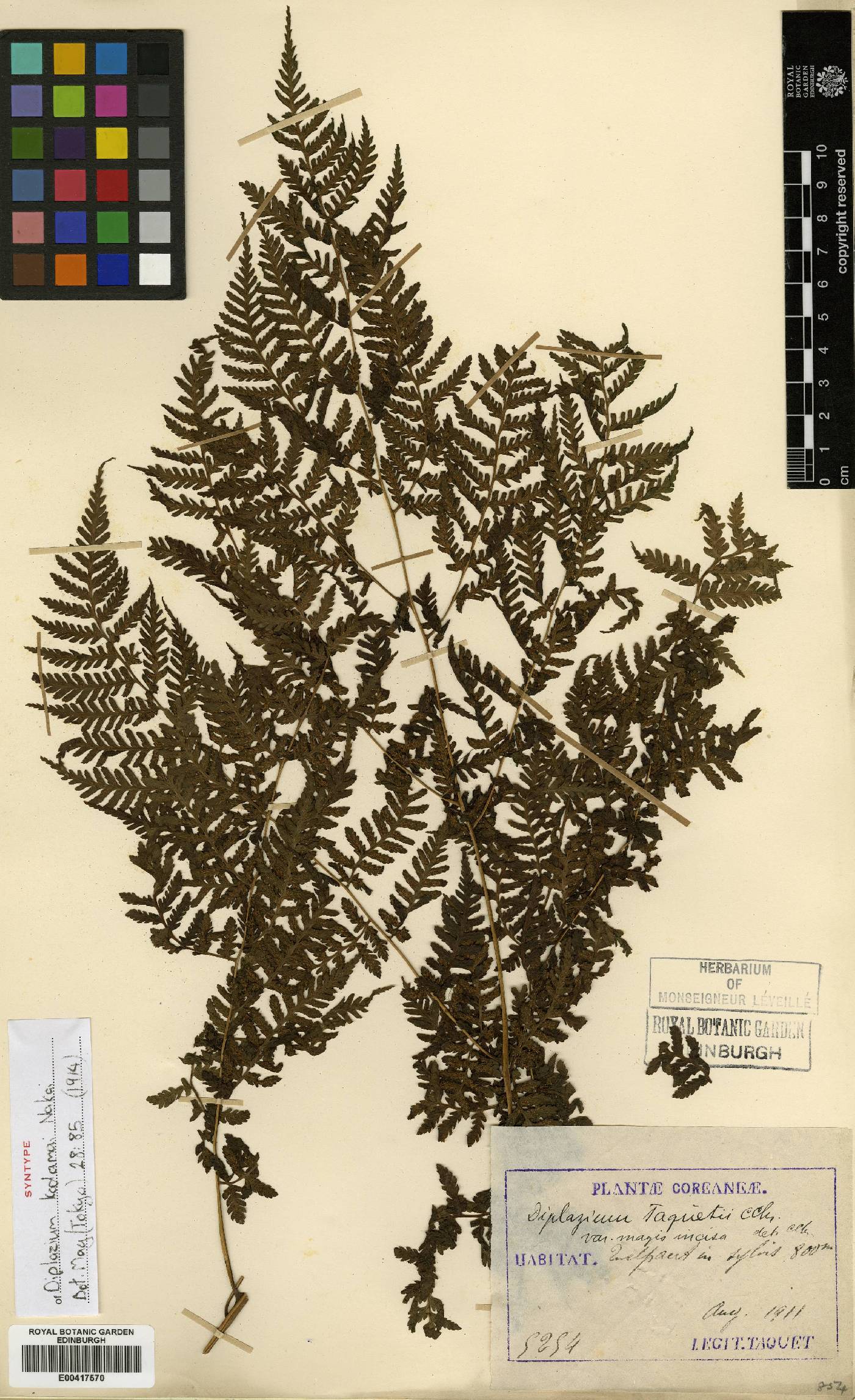 Diplazium chinense image