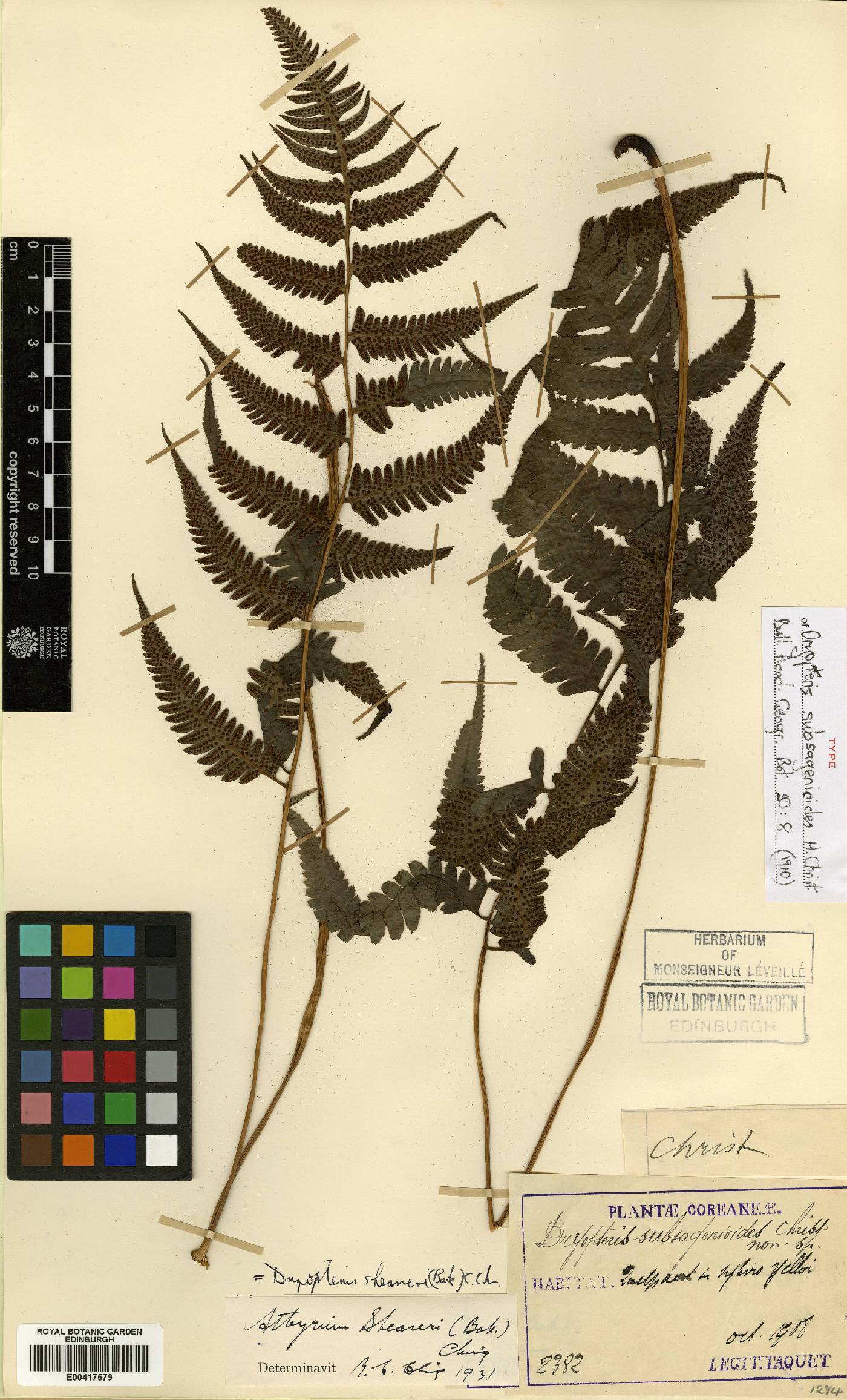 Athyrium sheareri image