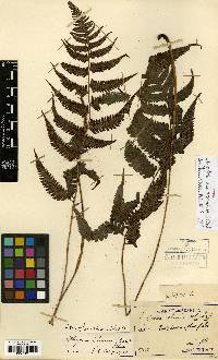 Athyrium sheareri image