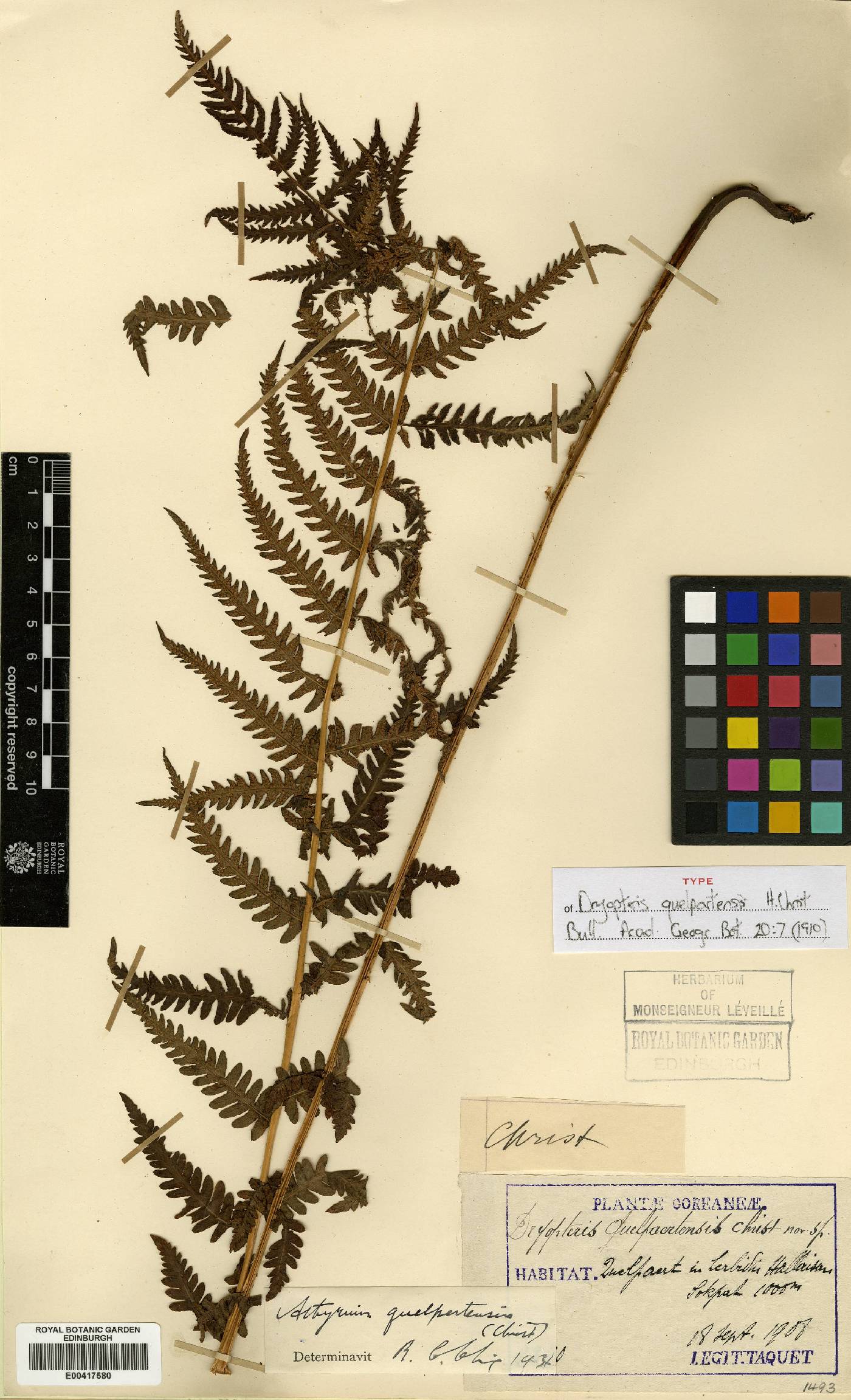 Thelypteris quelpartensis image