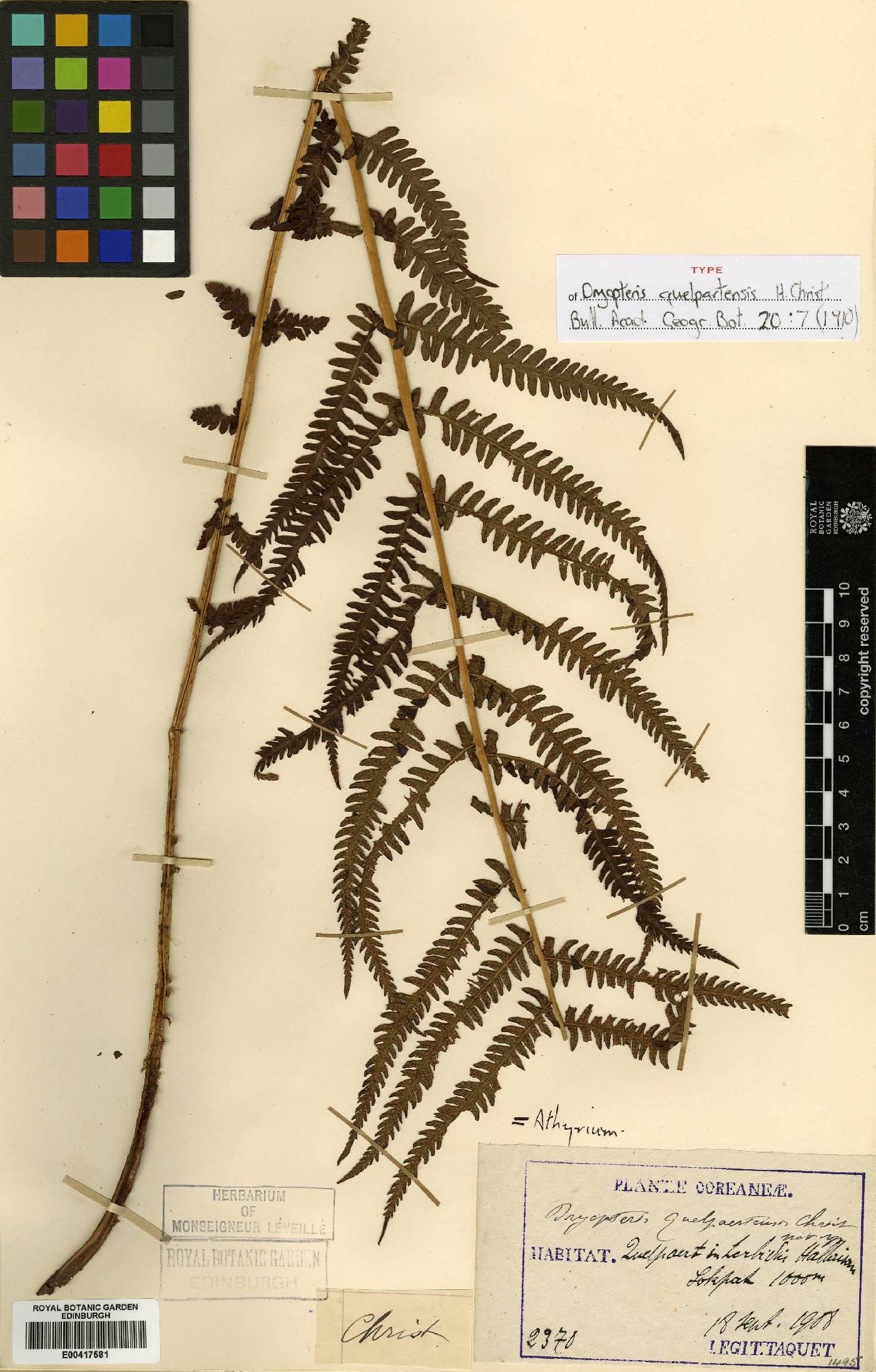 Thelypteris image