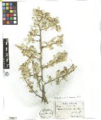 Elaeagnus umbellata image