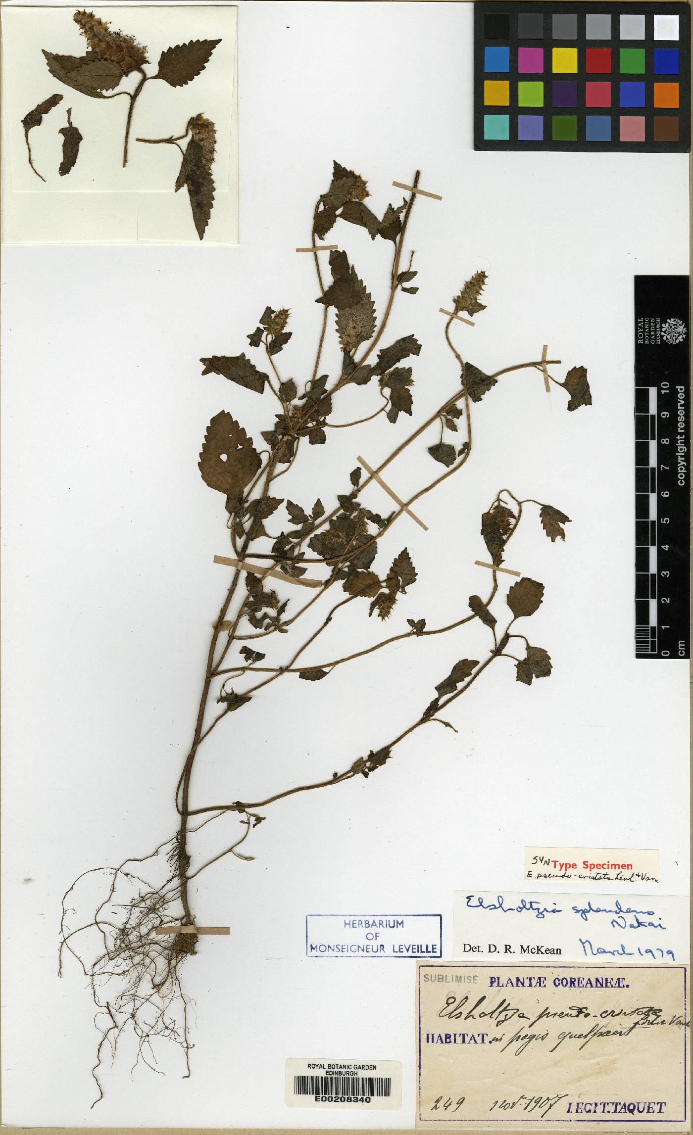 Elsholtzia ciliata image