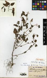 Elsholtzia ciliata image
