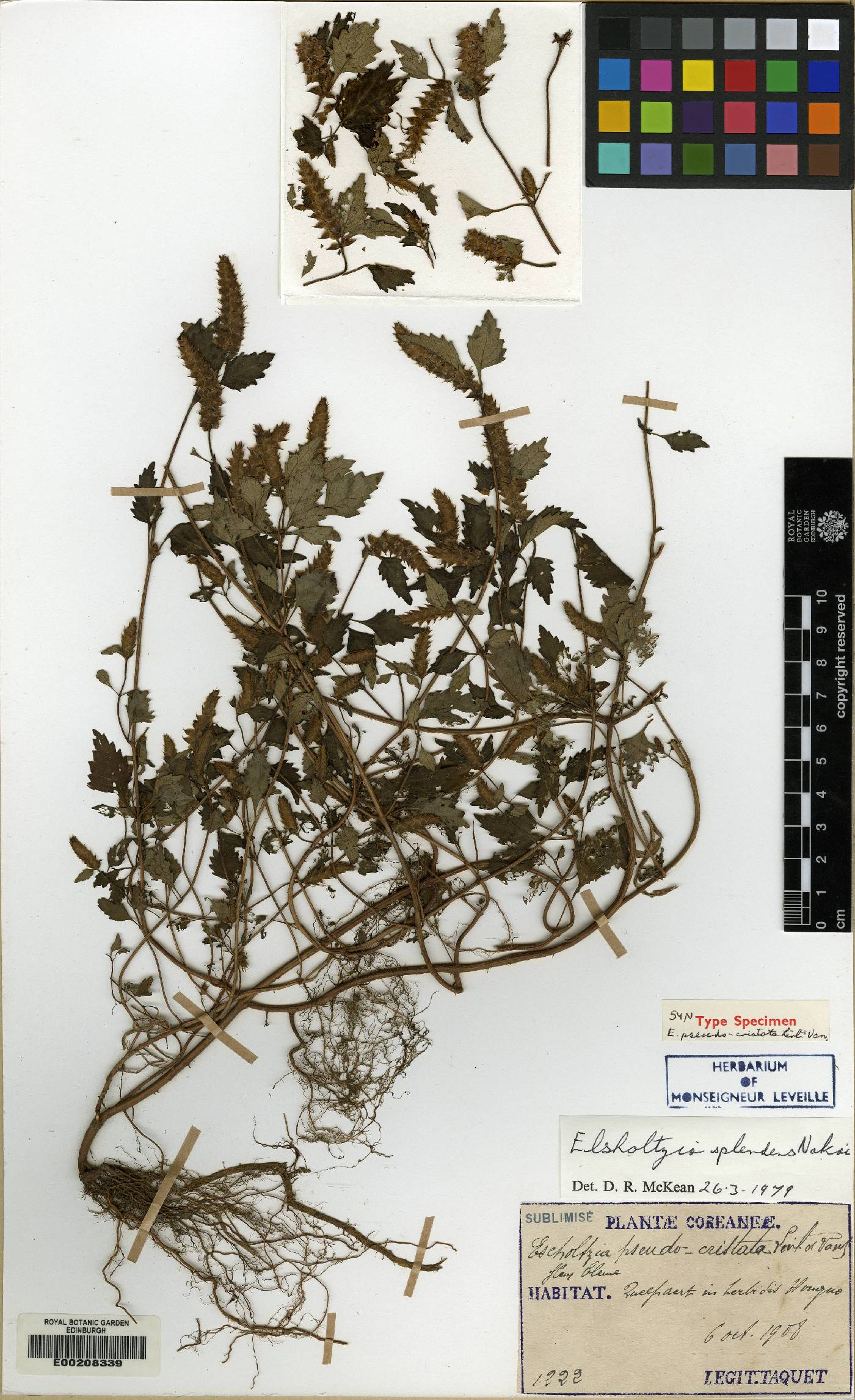 Elsholtzia ciliata image