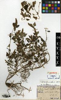 Elsholtzia ciliata image