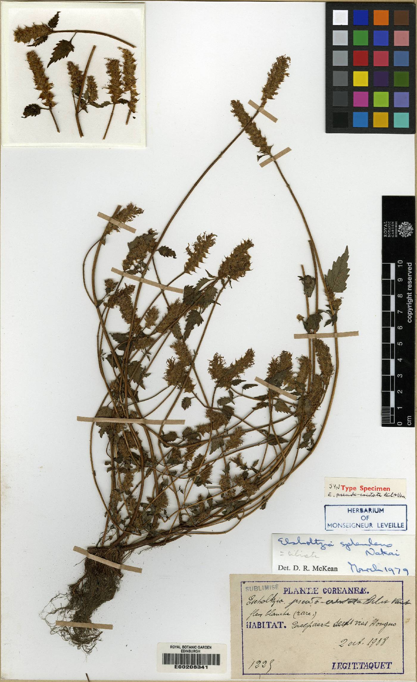 Elsholtzia ciliata image